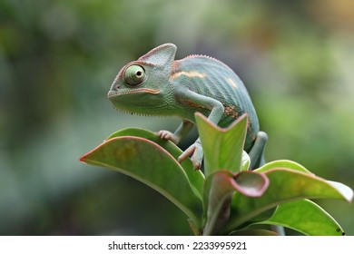 Baby chameleon veiled on branch, Baby veiled chameleon closeup on green leaves, Baby veiled chameleon closeup on natural background