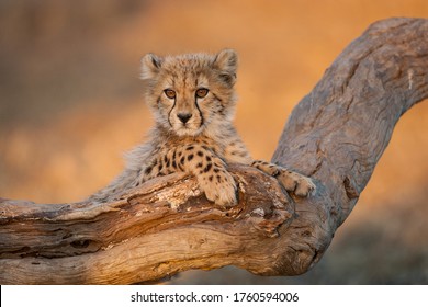 Baby cheetah with big eyes portrait sitting on a dead log in Kruger Park South Africa