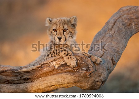 Baby cheetah with big eyes portrait sitting on a dead log in Kruger Park South Africa