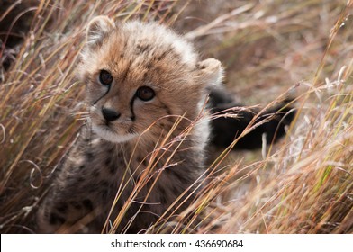 Baby Cheetah Cub Hiding In Tall Grass