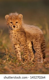 Baby Cheetah On Plains