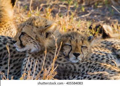 Baby Cheetah Sleeping ...