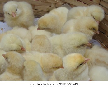 Baby Chick Cute Chick Farm Bangladesh Stock Photo 2184440543 | Shutterstock