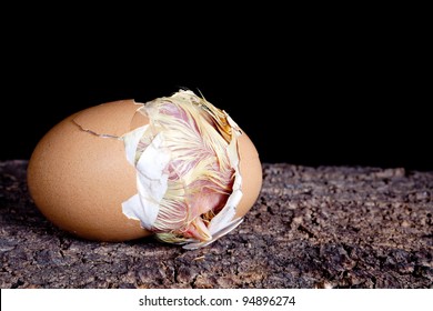 Baby Chick Hatching Out Of A Brown Egg