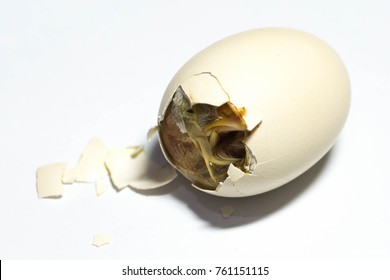 32,317 Hatching chickens Images, Stock Photos & Vectors | Shutterstock