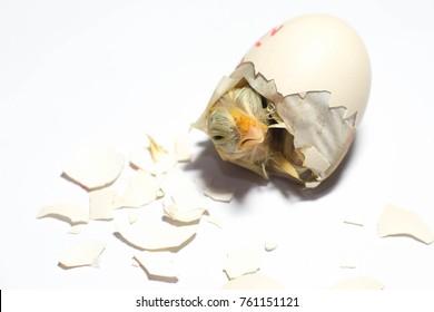 33,633 Hatch chicks Images, Stock Photos & Vectors | Shutterstock