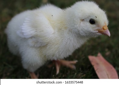 Baby Chicken, Light Sussex, Inquisitive 