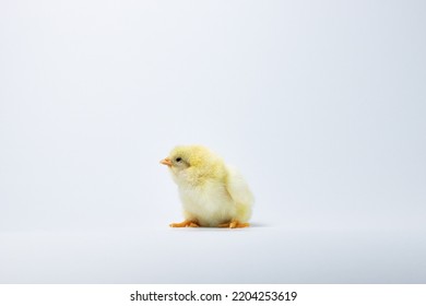 Baby Chicken On A White Background