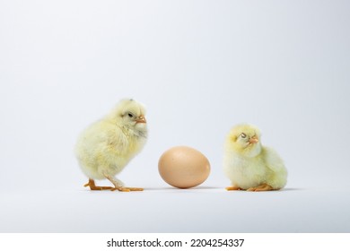 Baby Chicken On A White Background