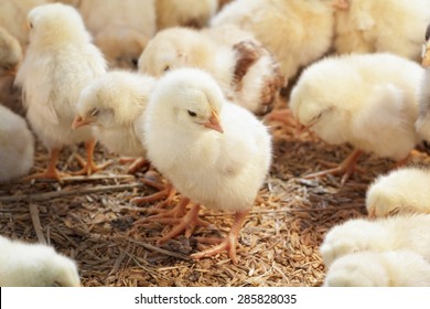 Baby Chicken In Poultry Farm