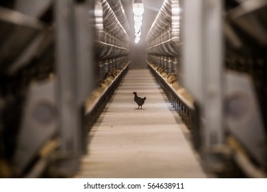 Baby Chicken In Poultry Farm