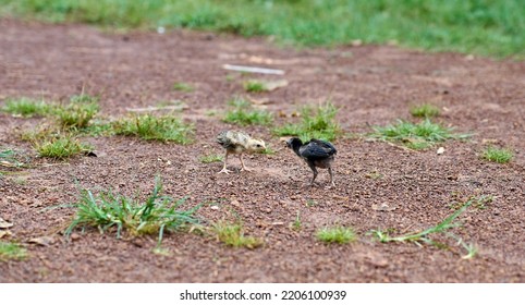 Baby Chickens Learn Fight Each Other Stock Photo 2206100939 | Shutterstock