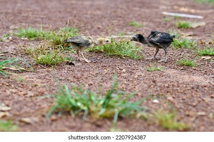 Baby Chickens Learn Fight Each Other Stock Photo 2207924387 | Shutterstock