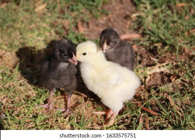 Baby Chickens, Light Sussex And Plymouth Rock Together