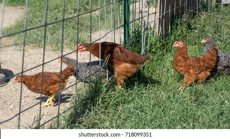 Baby Chickens Lining Go Through Fence Stock Photo 718099351 | Shutterstock