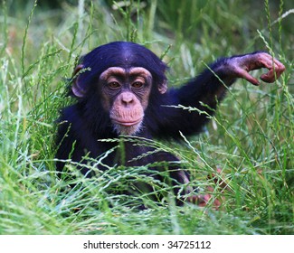 Baby Chimp