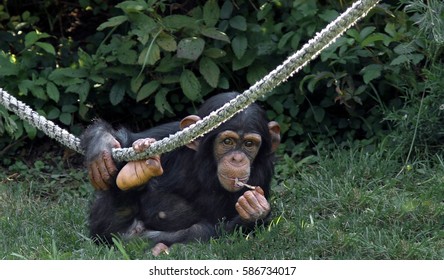 Baby Chimp