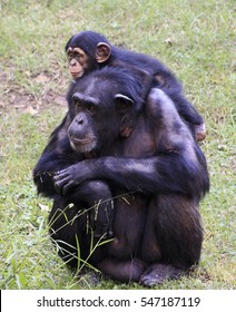 Baby Chimp And Parent Chimp Together