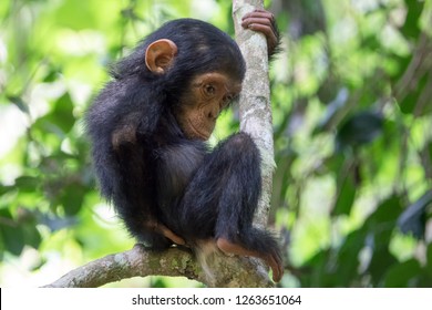 Baby Chimp In Thought