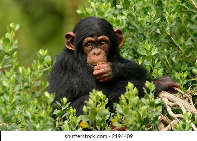 Baby Chimp In Trees