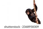 Baby chimpanzee climbing a vine isolated on a white background with room for text