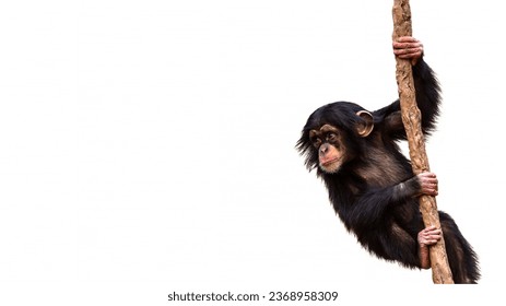 Baby chimpanzee climbing a vine isolated on a white background with room for text
