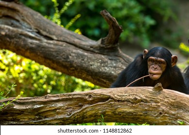 A Baby Chimpanzee Holding A Stick In His Mouth