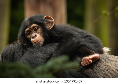 Baby Chimpanzee With Mother