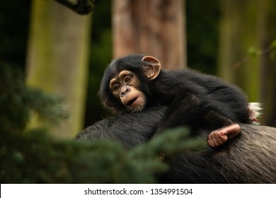 Baby Chimpanzee With Mother