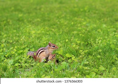 Baby Chipmunk With The Mom Coming Out Of The Burrow