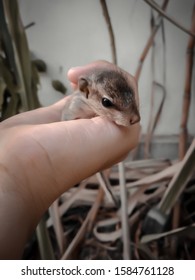 Baby Chipmunk Squirrel Sleeping On Hand