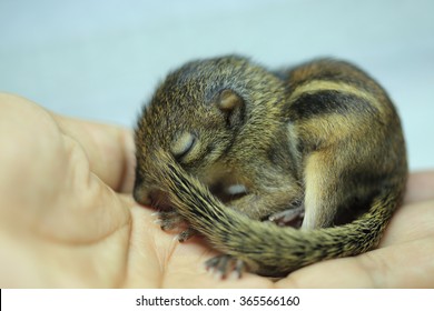 78 Chipmunks kissing Images, Stock Photos & Vectors | Shutterstock