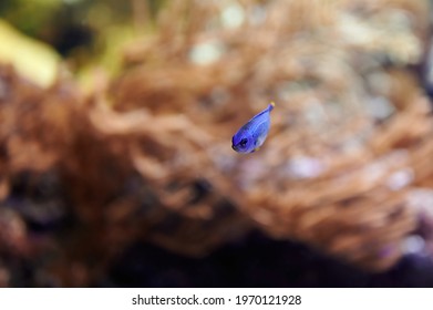 Baby Chrysiptera Parasema, Yellow-tailed Blue Damsel Fish Of The Pomacentridae Family