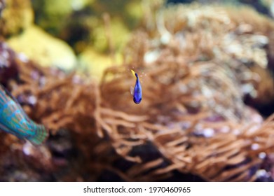 Baby Chrysiptera Parasema, Yellow-tailed Blue Damsel Fish Of The Pomacentridae Family