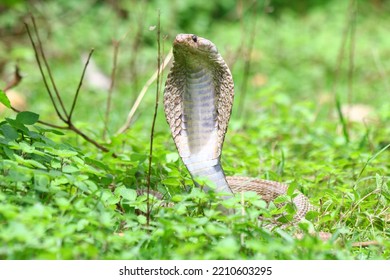 Baby Cobra Snake In Forest