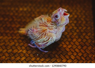 Baby Bird Featherless Hd Stock Images Shutterstock