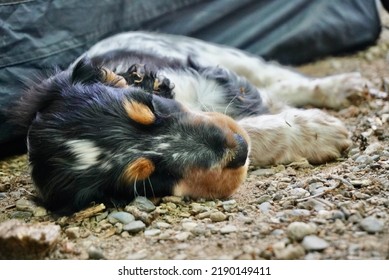                  Baby Cocker Spaniel Sleeping Outside              