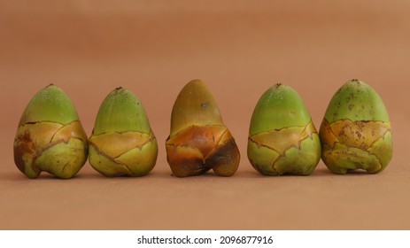 Baby Coconut From Different Kind Of Coconut Tree