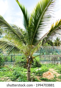 Baby Coconut Tree With Green Leafs. Beautiful Nature Background.