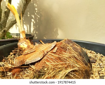 Baby Coconut Tree Grow In The Black Pot