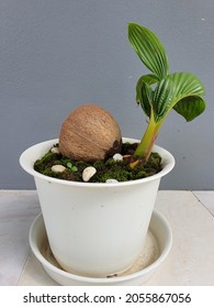 The Baby Coconut Tree In The White Plant Pot.