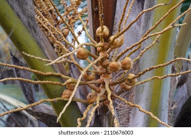 Baby Coconuts In A Coconut Tree, From Kerala Farming Land.