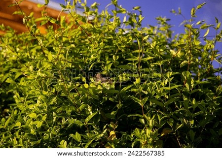 A baby common blackbird on top of a green tree bush going into its bird nest. . High quality photo