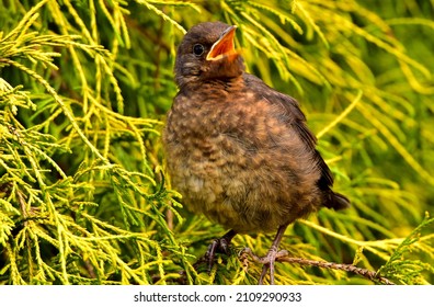 Baby  Common Blackbird, Spring 2021