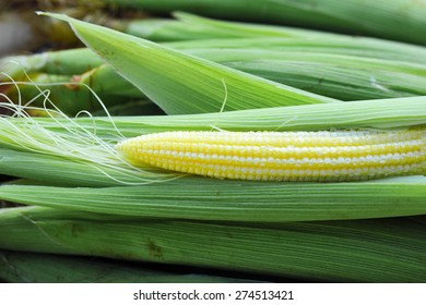 Baby Corn