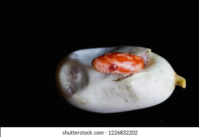 Baby Corn Snake Egg Piercing