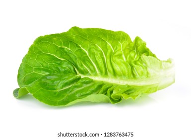 Baby Cos lettuce isolated on white