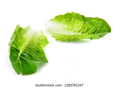 Baby Cos lettuce isolated on white
