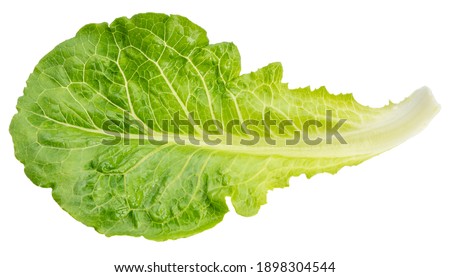 Baby Cos lettuce isolated on white background, Green Napa cabbage leaves isolated on white With clipping path.