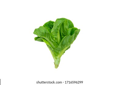 Baby Cos Lettuce plant for salad, hydroponic vegetable leaves, isolated on white background